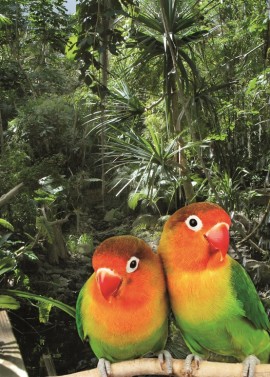 Biosphäre Potsdam Familienkarte für das Tropenparadies