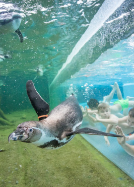 Spreewelten – Einmaliges Pinguin-Abenteuer und Entspannung pur!