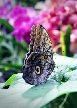Biosphäre Potsdam Tageskarte