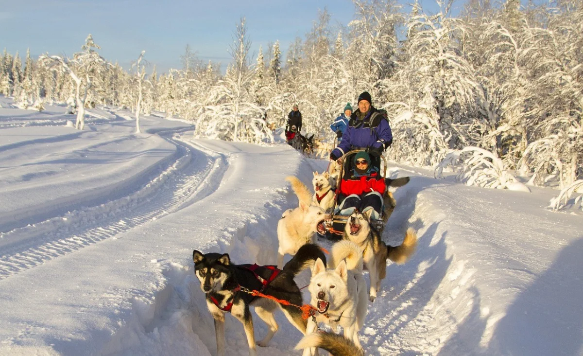 Eine Gruppe von Huskys zieht einen Schlitten durch die verschneite Landschaft Finnlands.
