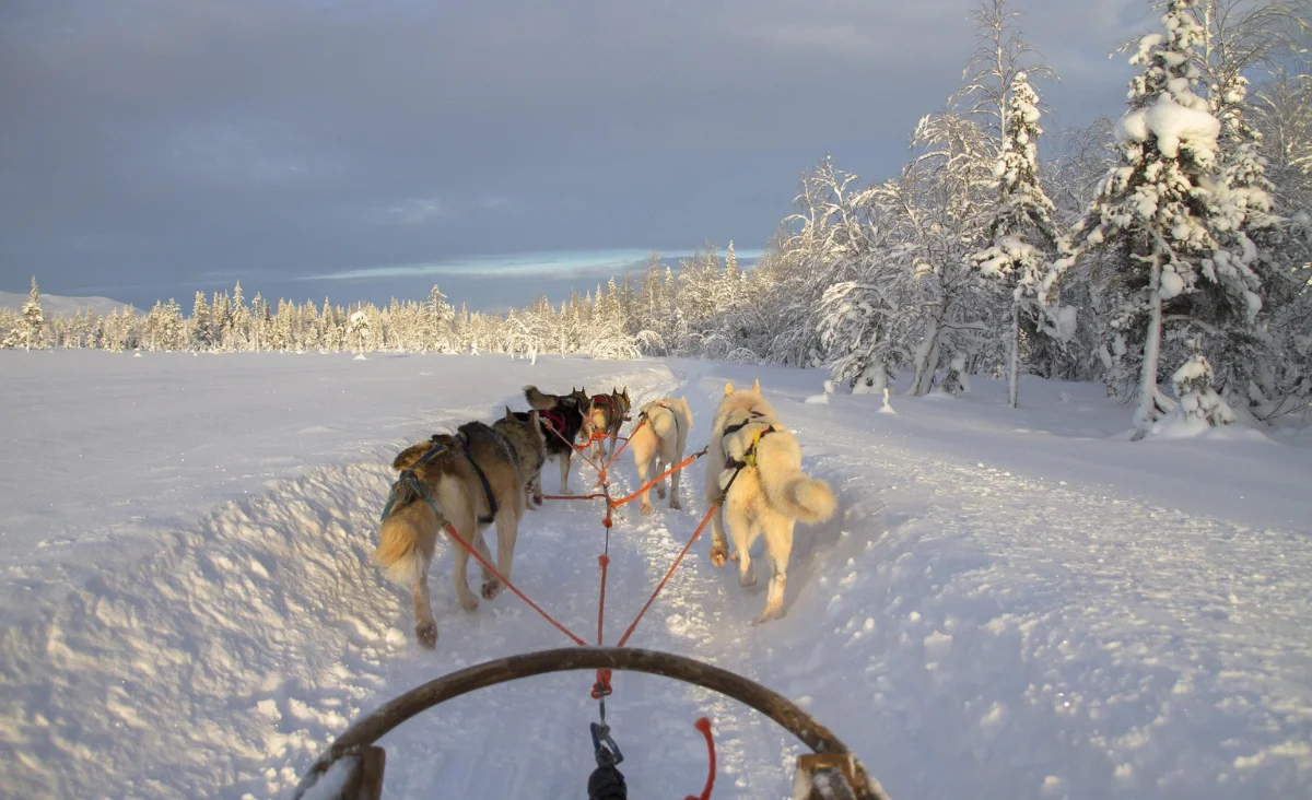 Eine Gruppe von Huskys zieht einen Schlitten durch die verschneite Landschaft Finnlands.