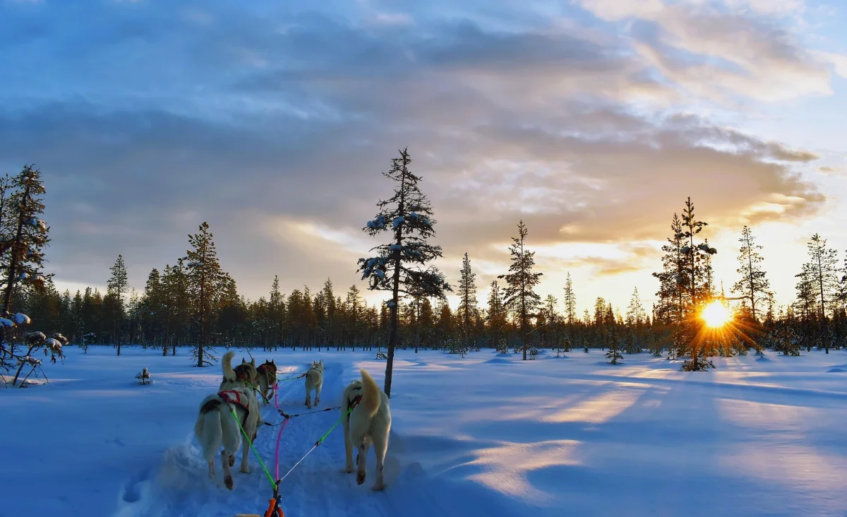Ein Hundeschlitten-Team zieht einen Schlitten durch den Schnee in Finnland.